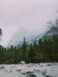 Scenic view of trees against sky during winter