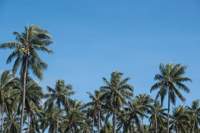 Low angle view of palm trees against clear blue sky