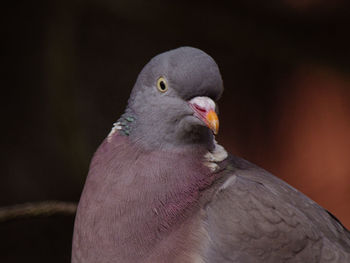 Close-up of pigeon perching outdoors