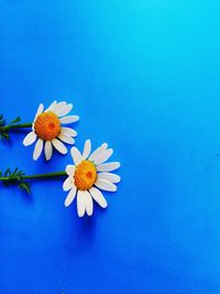 Close-up of purple daisy against blue background