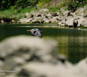 High angle view of bird flying over lake