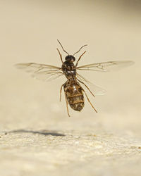 Close-up of insect