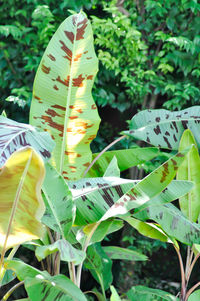 Close-up of banana leaves on plant in yard