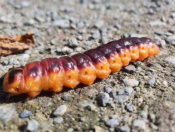 Close-up of crab on rock