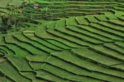 Full frame shot of rice paddy