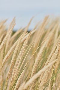 Close-up of wheat growing on field against sky