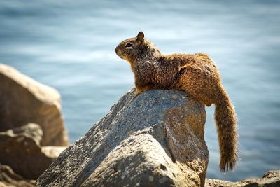 Close-up of animal against sky