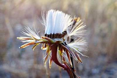 Close-up of flower