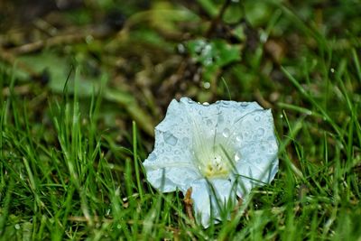 Close-up of flower blooming outdoors