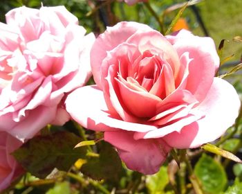 Close-up of pink roses