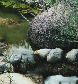 Scenic view of lake and rocks