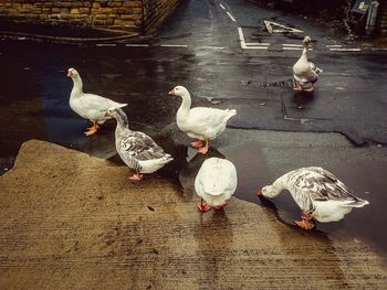 High angle view of swans on lake