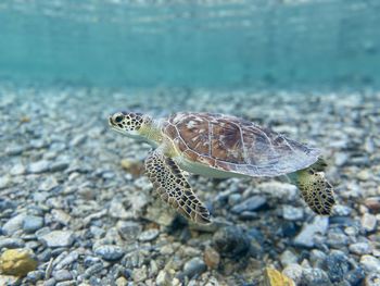 Close-up of turtle swimming in sea