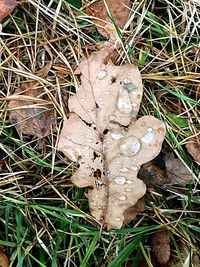 High angle view of mushroom on field