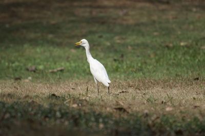 White bird on a field