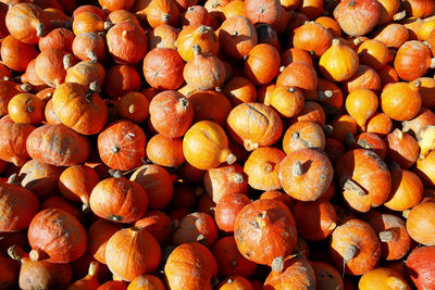 Pumpkins on the field in the countryside