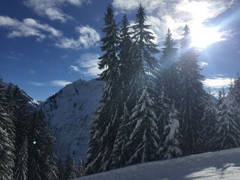 Pine trees on snowcapped mountain against sky