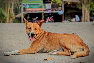 Portrait of a dog lying down