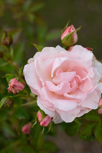 Close-up of pink rose