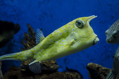 Close-up of fish in aquarium