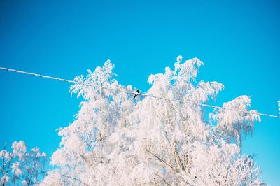 Low angle view of snow covered trees