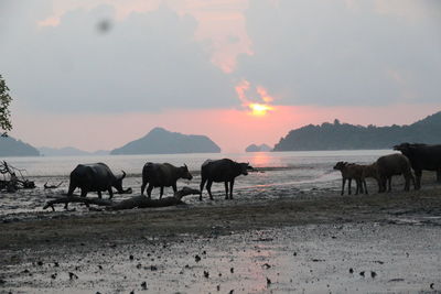 Group of horses on landscape against sunset sky