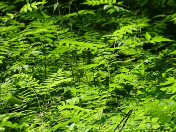 Full frame shot of green leaves