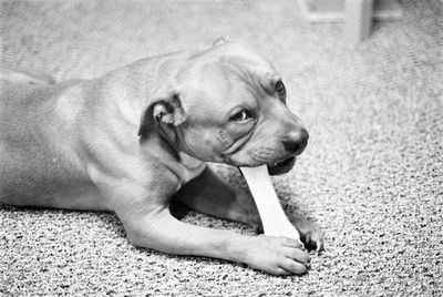 Close-up of dog lying on floor chewing bone