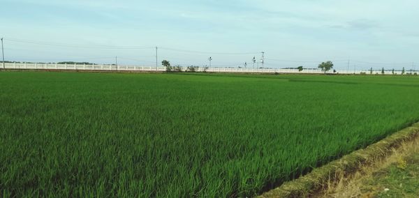 Scenic view of agricultural field against sky