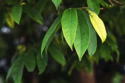 Close-up of green leaves