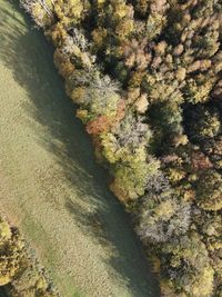 High angle view of moss on land