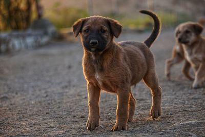 Portrait of dog standing on land