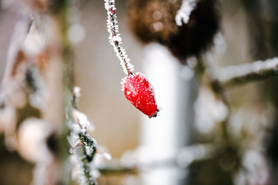 spring