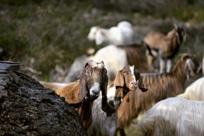 View of sheep on rock