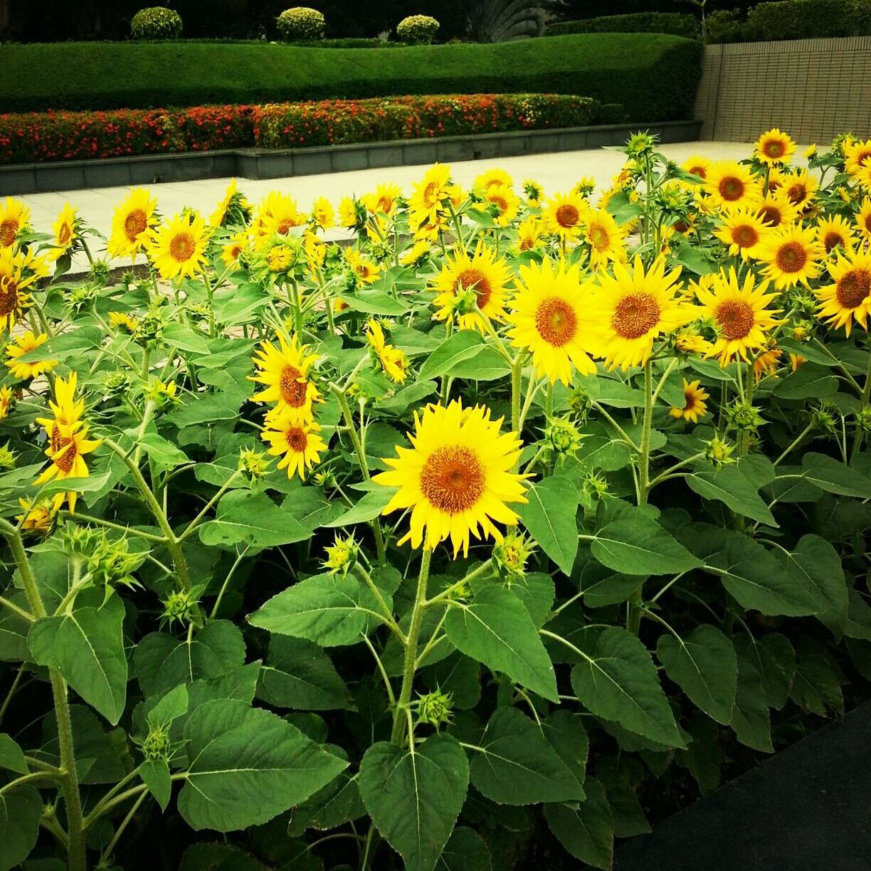 flower, freshness, yellow, fragility, petal, growth, flower head, beauty in nature, blooming, plant, nature, leaf, field, in bloom, high angle view, sunflower, green color, blossom, pollen, botany