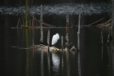 Egret in a lake