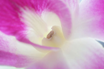 Full frame shot of pink rose flower