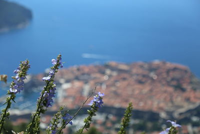 Close-up of flowering plant against sea