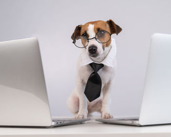 Jack russell terrier dog working on a laptop