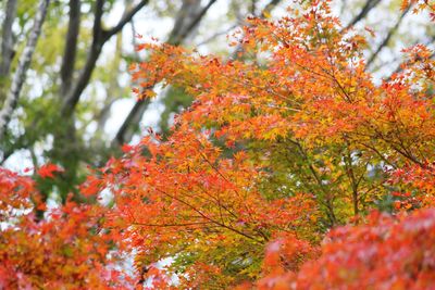 Low angle view of maple tree