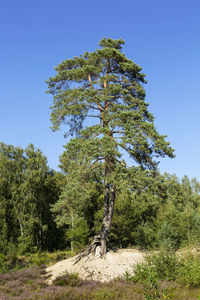 Trees growing on field against clear sky