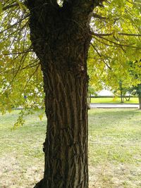 Tree trunk