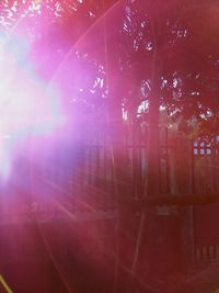 Close-up of tree trunk