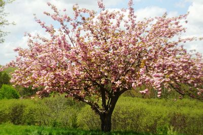 Close-up of pink flower tree in spring