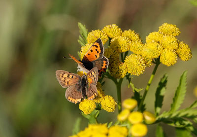 Close-up of butterfly pollinating on yellow flower