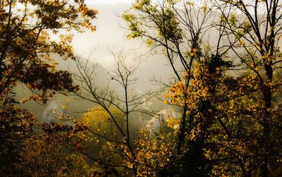 Low angle view of trees against sky