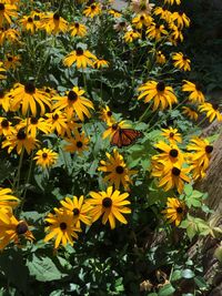 Yellow flowers blooming outdoors