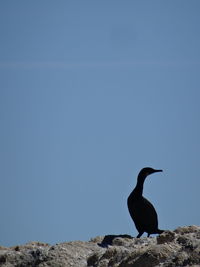 Bird perching on rock against clear sky