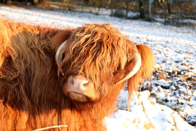 Close-up of highland cow
