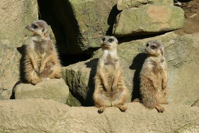 Meerkats on rocks at zoo